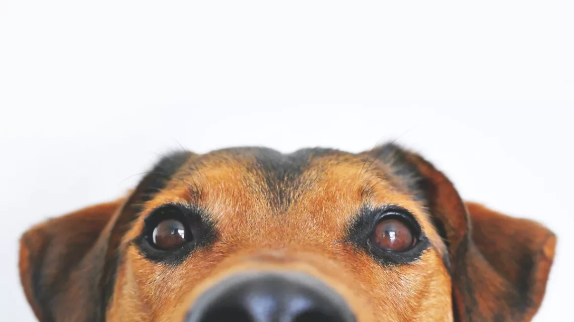 ¿Un hotel para mascotas?